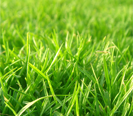 Grass Grower - Lawn Top Dressing