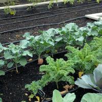 The growth of vegetables and the quality of soil required 