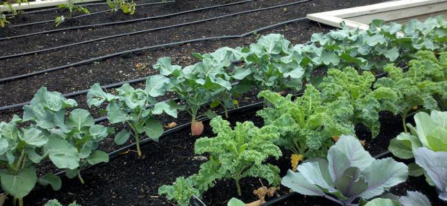 The growth of vegetables and the quality of soil required 